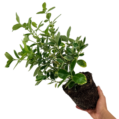 Euonymus Bravo