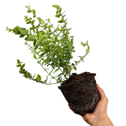 Euonymus Emerald n Gold