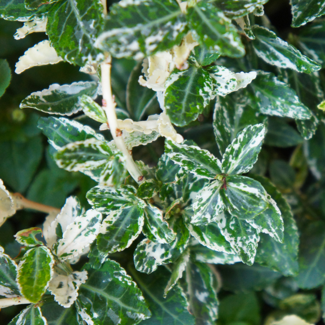 Euonymus Harlequin