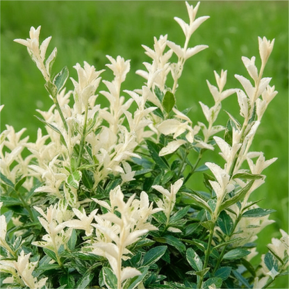 Euonymus Harlequin