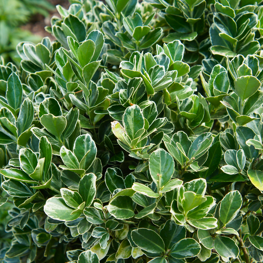 Euonymus Kathy