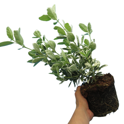 Euonymus Kathy