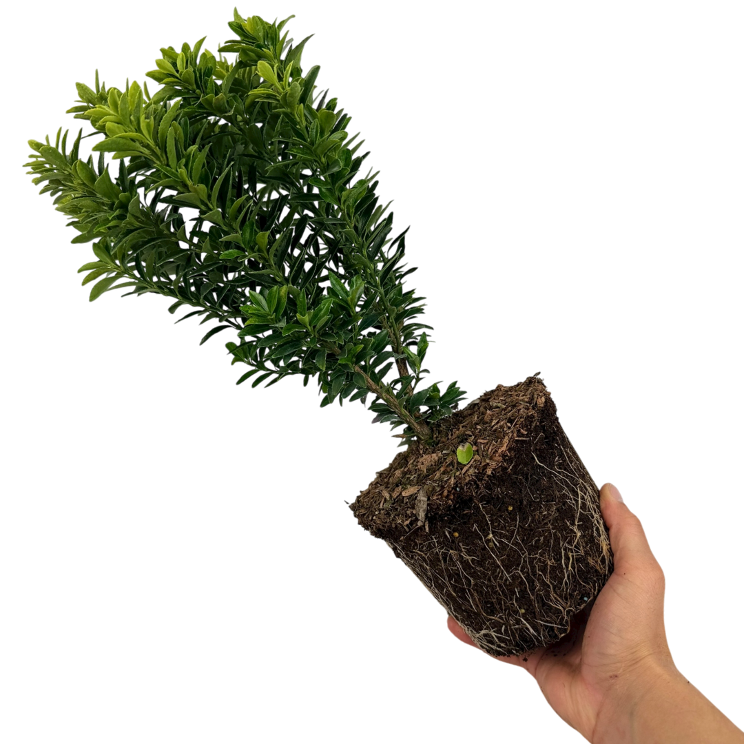 Euonymus Microphyllus Aureomarginatus