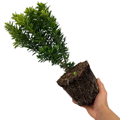 Euonymus Microphyllus Aureomarginatus