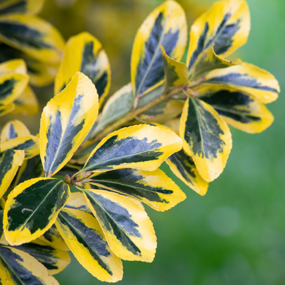 Euonymus Microphyllus Aureomarginatus