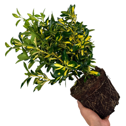Euonymus Ovatus Aureus