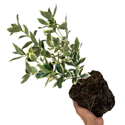 Euonymus President Gauthier