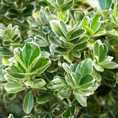 Euonymus President Gauthier