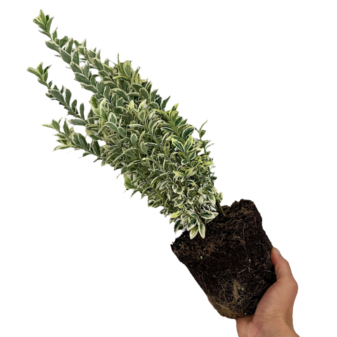 Euonymus White Spire
