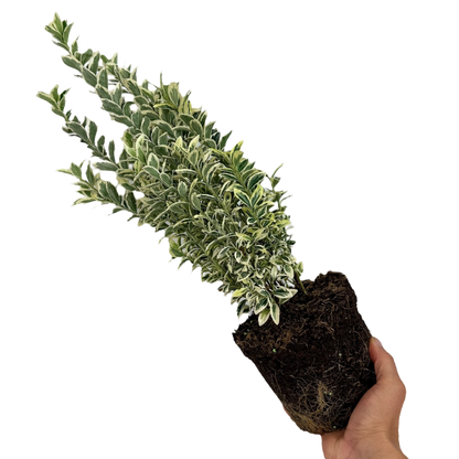 Euonymus White Spire