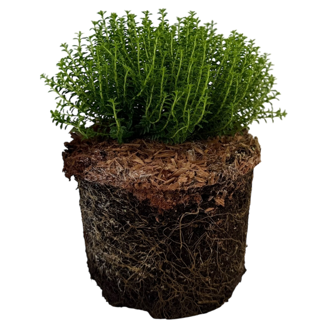 Hebe Green Globe 17cm/2L