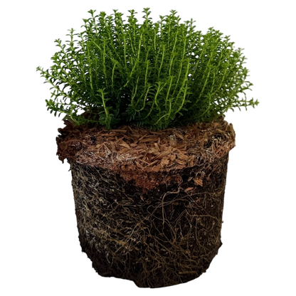 Hebe Green Globe 17cm/2L