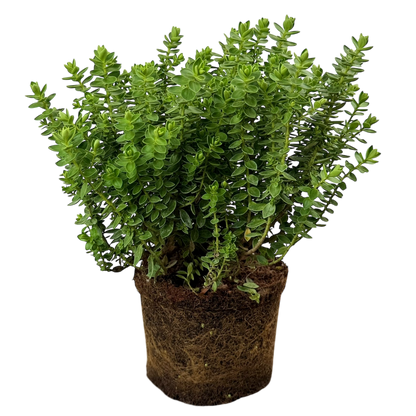 Hebe Little Leaves Green 17cm/2L