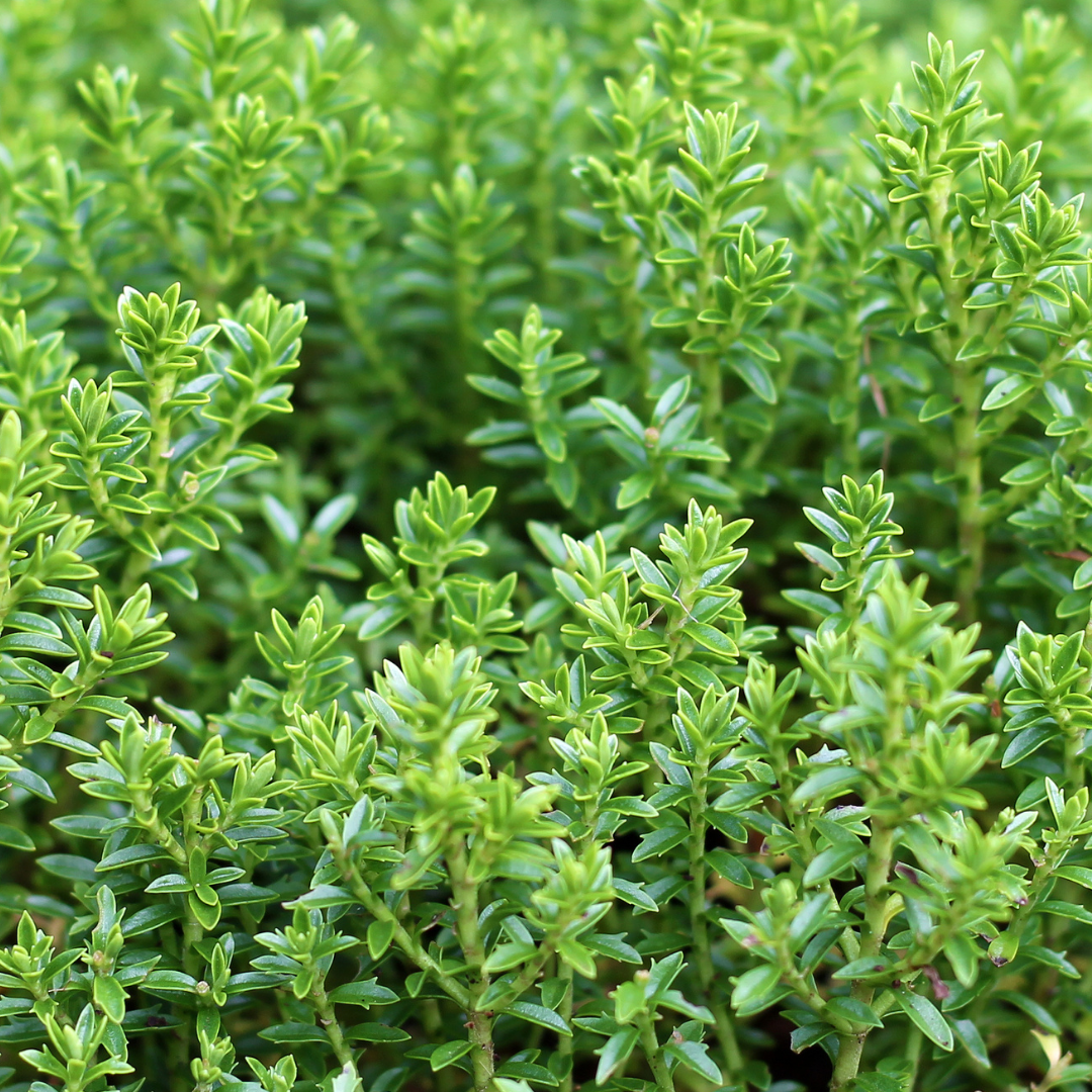 Hebe Little Leaves Green 17cm/2L