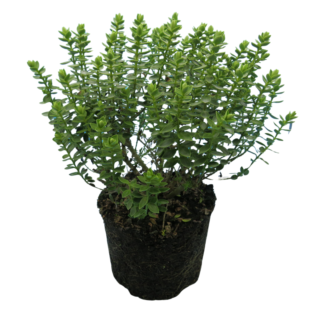 Hebe Little Leaves Grey 17cm/2L