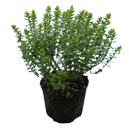 Hebe Little Leaves Grey 17cm/2L