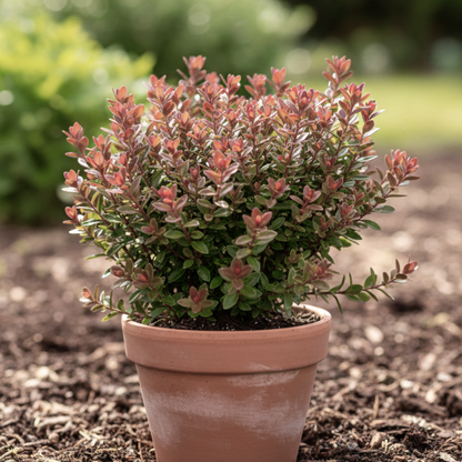 Hebe Little Leaves Red 17cm/2L