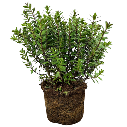 Hebe Little Leaves Red 17cm/2L
