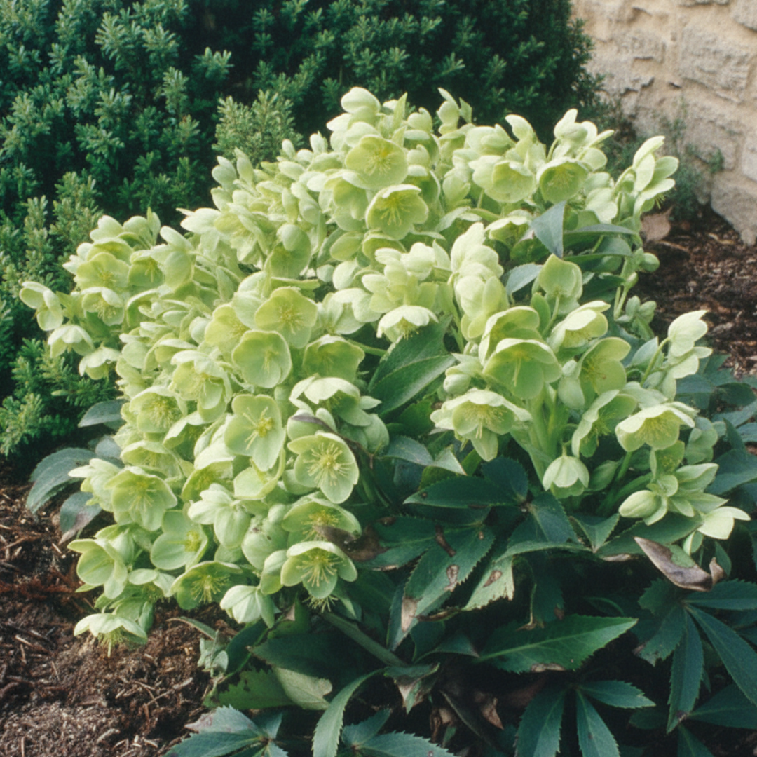 1 Large Plant - Hellebore Argutifolius, Ready to Plant in Your Garden, 2L Pot