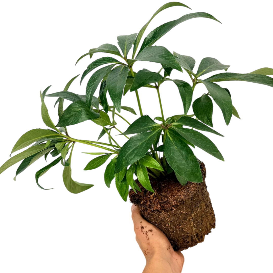 1 Large Plant - Hellebore Argutifolius, Ready to Plant in Your Garden, 2L Pot