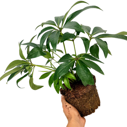 1 Large Plant - Hellebore Argutifolius, Ready to Plant in Your Garden, 2L Pot