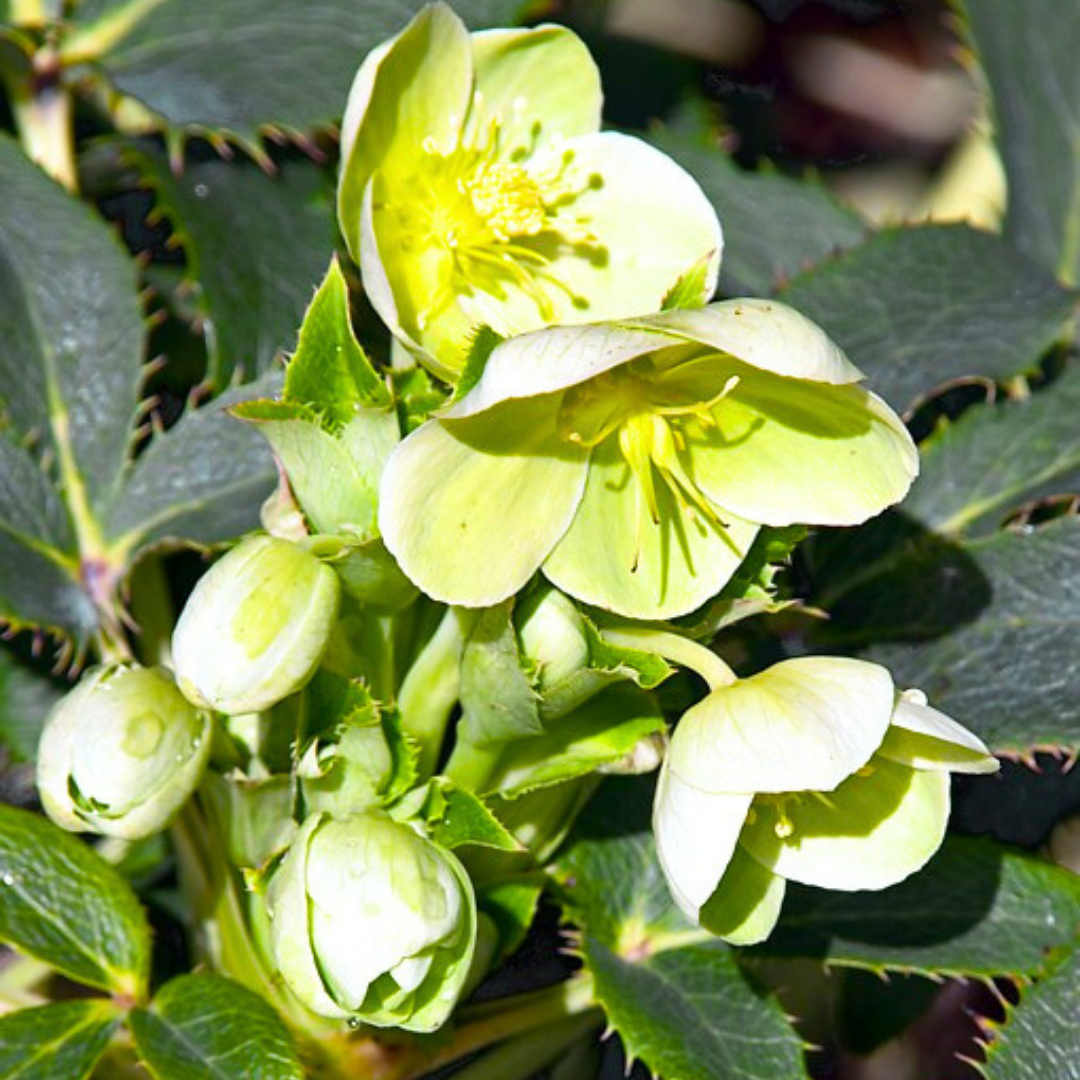 1 Large Plant - Hellebore Argutifolius, Ready to Plant in Your Garden, 2L Pot