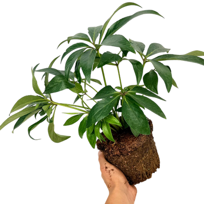 1 Large Plant - Hellebore Foetidus, Ready to Plant in Your Garden, 2L Pot
