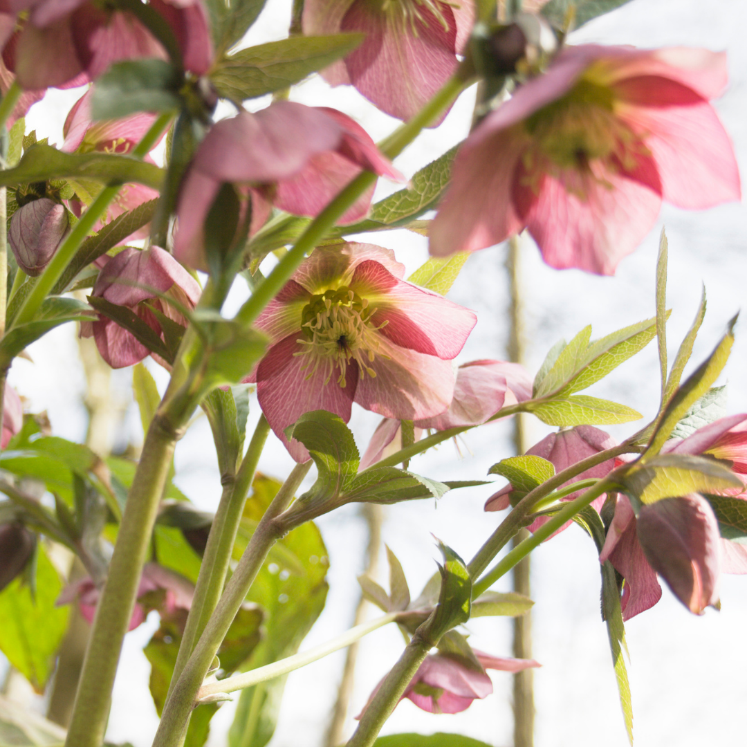 1 Large Plant - Hellebore Pink Beauty, Ready to Plant in Your Garden, 2L Pot