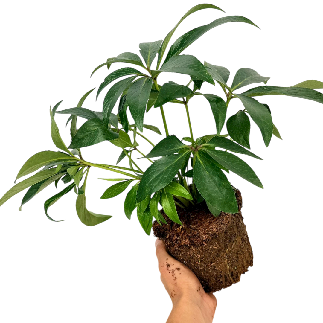 1 Large Plant - Hellebore Pink Beauty, Ready to Plant in Your Garden, 2L Pot