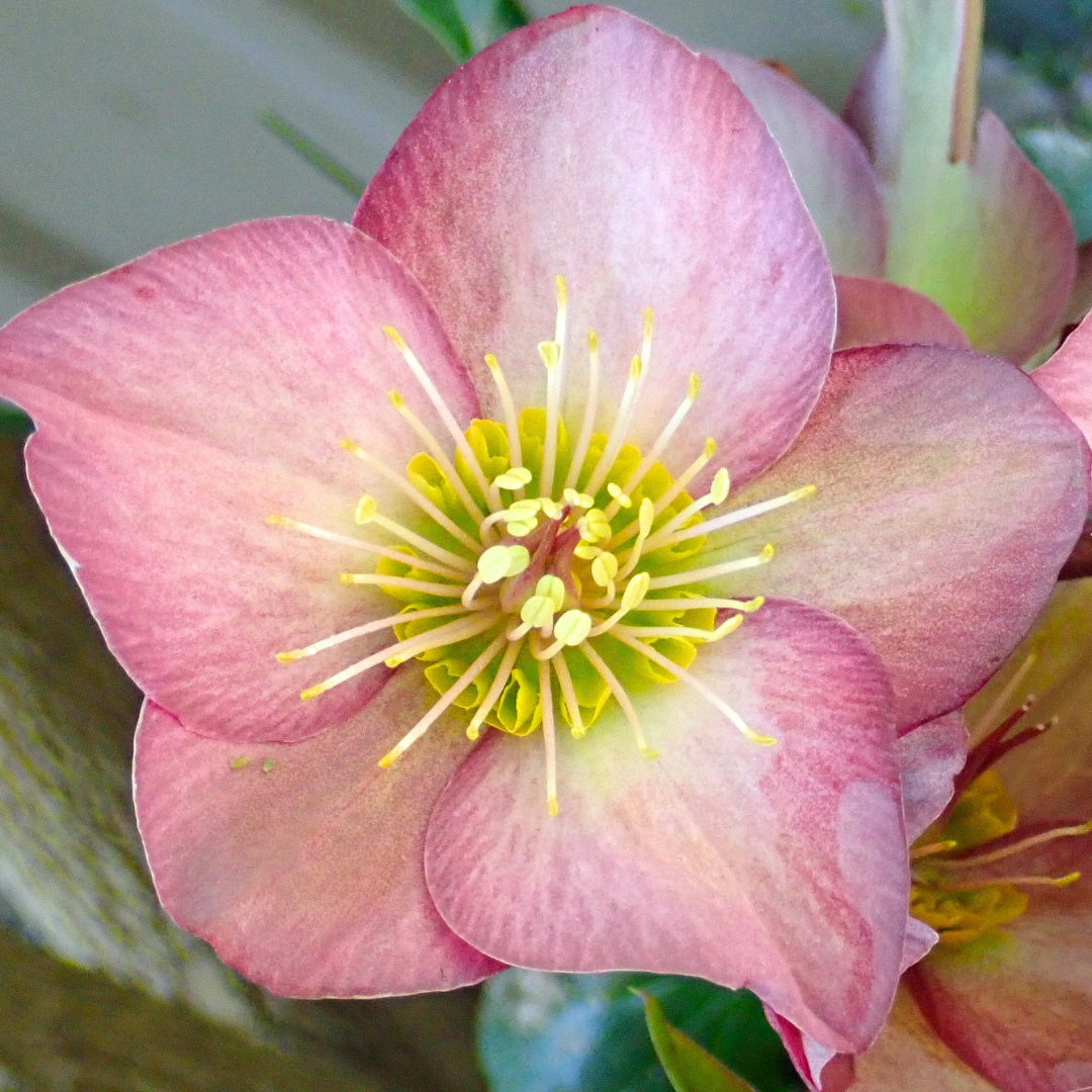 1 Large Plant - Hellebore Pink Beauty, Ready to Plant in Your Garden, 2L Pot