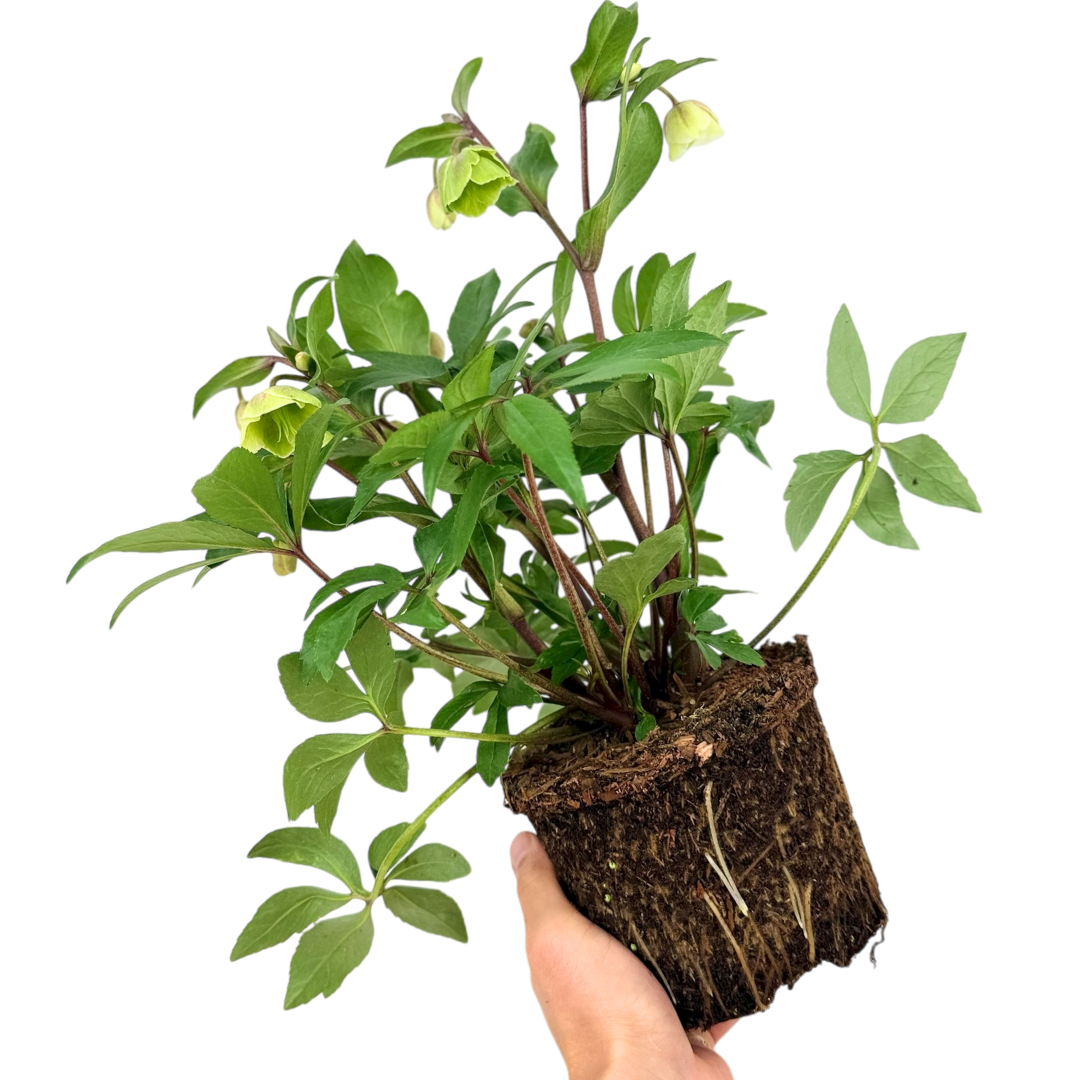 Hellebore Winter Moonbeam