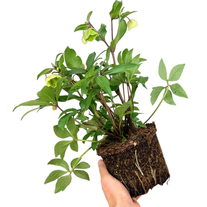 Hellebore Winter Moonbeam