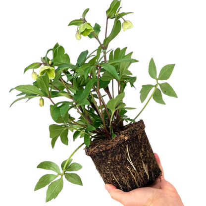 Hellebore Winter Sunshine