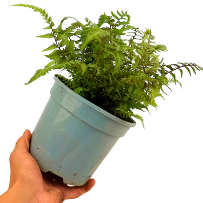 Japanese Painted Fern Athyrium Pictum/Metallicum