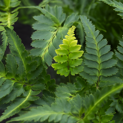 Japanese Painted Fern Athyrium Pictum/Metallicum