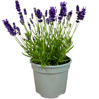 Lavender Dark Blue