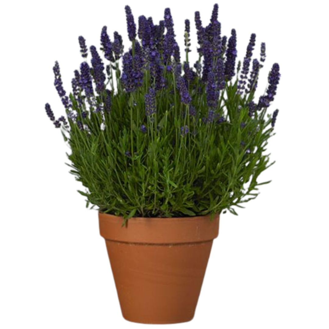 Lavender Dark Blue
