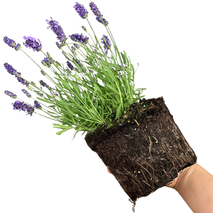 Lavender Light Blue