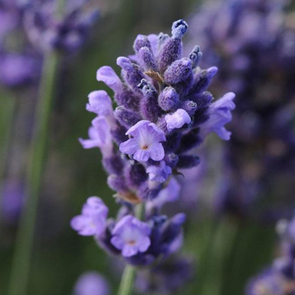 Lavender Light Blue