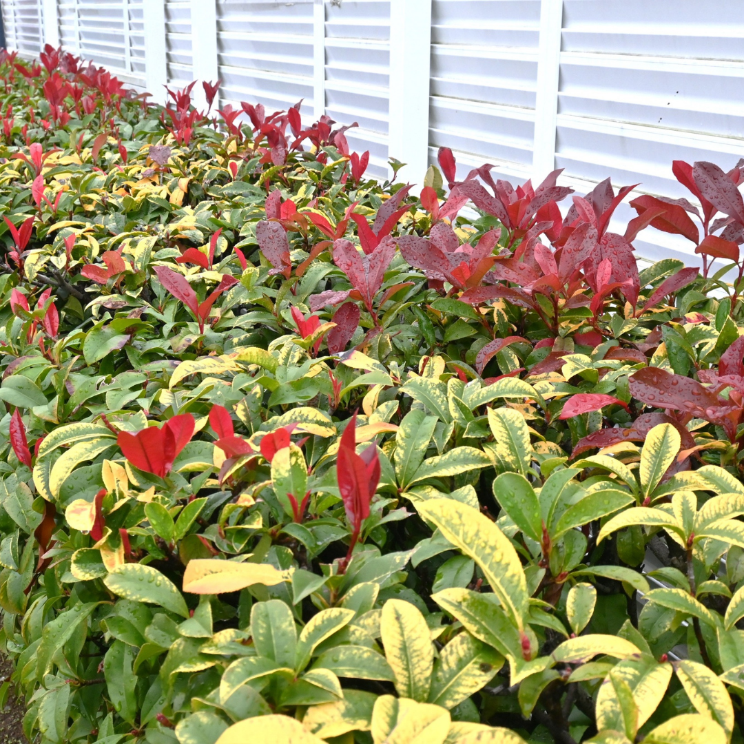 Photinia Red Robin
