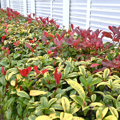 Photinia Red Robin