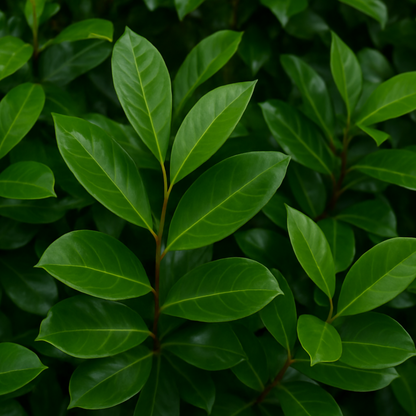 Prunus Novita