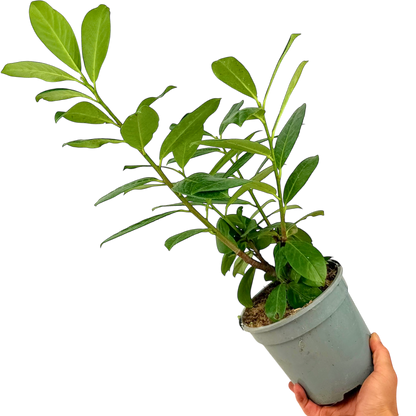 Prunus Novita
