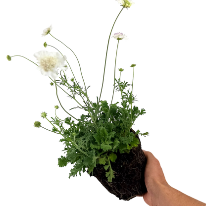 Scabious Kudo White