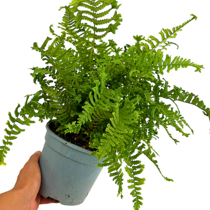 Scaly Male Fern Dryoteris The King