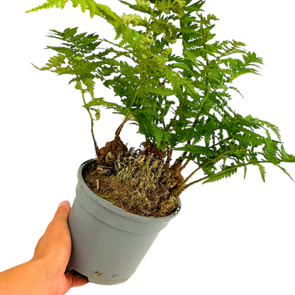 Soft Shield Fern Polystichum Setiferum & Herrenhausen