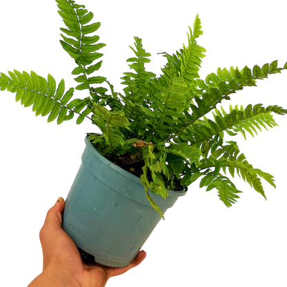 Wood Fern Dryopteris Atrata