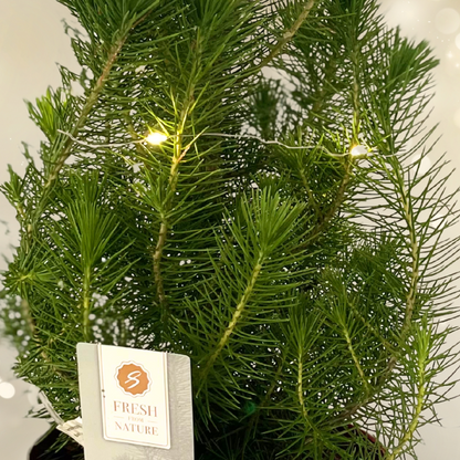 Christmas tree in red metal planter with lights