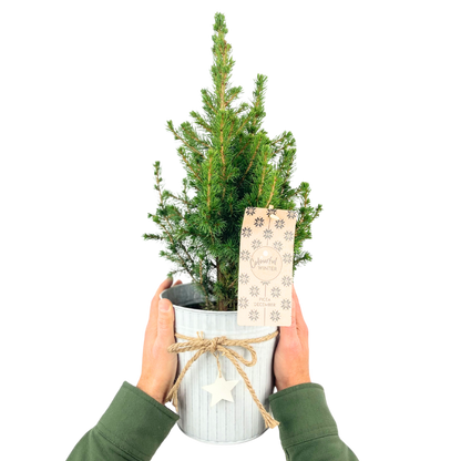 Christmas tree in white pot with star