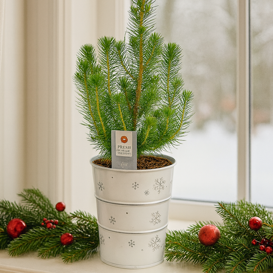 Christmas tree in white metal planter with lights